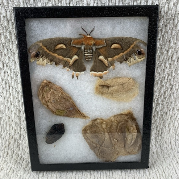 Vintage Shadowbox Framed Cecropia Moth Taxidermy Cocoon Life Cycle Specimen Art - Picture 8 of 16